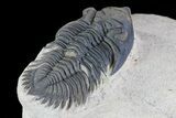 Metacanthina Trilobite - Lghaft, Morocco #73023-3